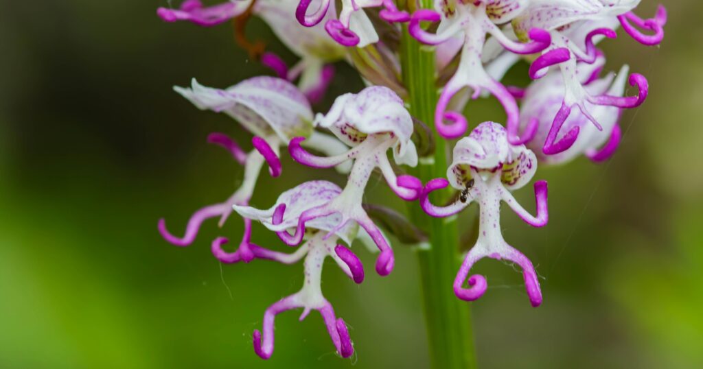 Close up of a flower with clusters of small pink and white flowers that resemble tiny human figures with a large spotted hat.