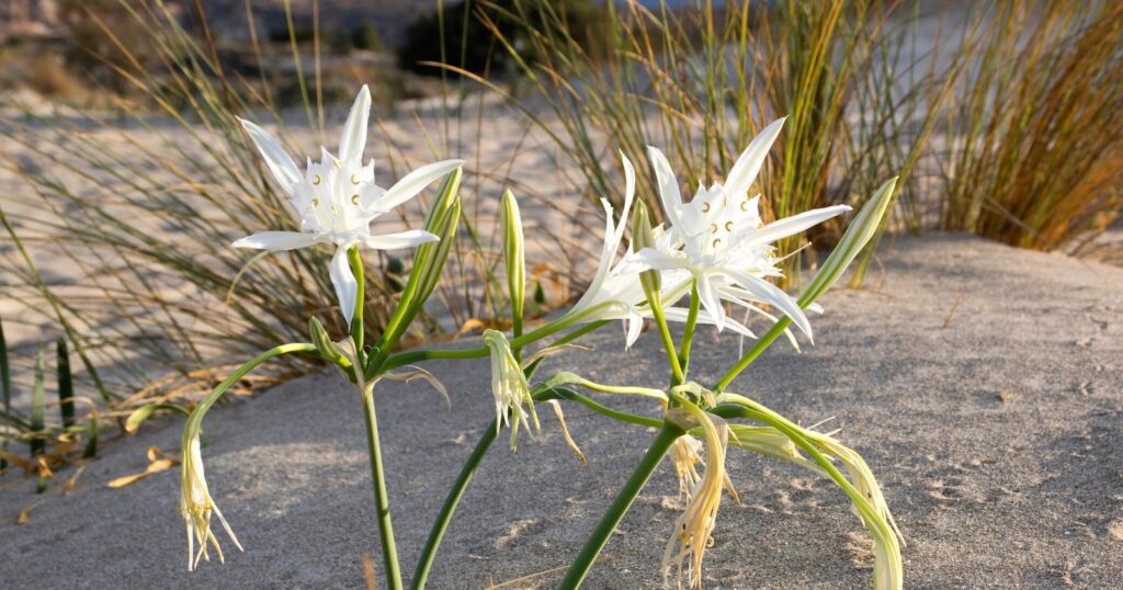 Two white flowers growing in the sand. Each flower has long pointy, white petals with shorter inner ruffled petals.