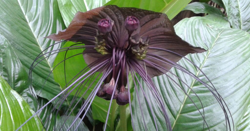 Close up of a dark purple flower with two large wing shaped petals and long spider like stamen growing from the center.