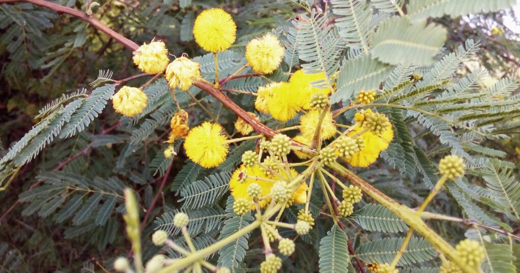 Shrub covered in bright, yellow, spiky round balls of long tiny petals.