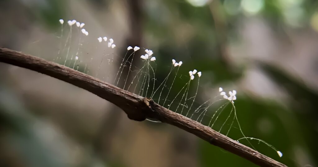 Close up of tiny white flowers on tiny spider web like stems growing off a tree branch.